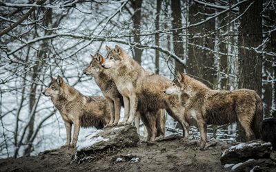 lupi, predatori, foresta, un branco di lupi, inverno
