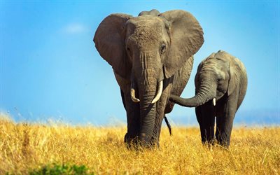 Los elefantes, África, la fauna, el pequeño elefante