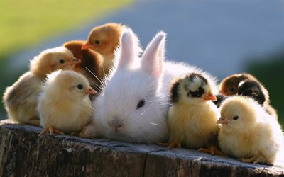 simpatici animali, coniglio, pollo, pulcino