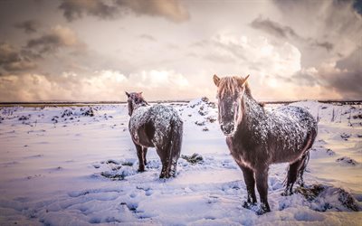 cavalo islandês, inverno, neve, pôr do sol, cavalos