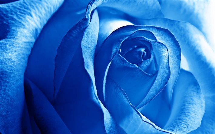 blå ros, rosknopp, blå blomma, ros