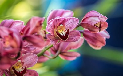 orkidea, oksa, vaaleanpunaiset kukat, bokeh