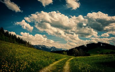 summer, slopes, wildflowers, road, mountain, forest, cloud, sky