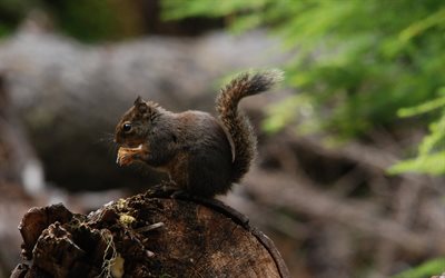 squirrel, forest, tree stump, fluffy tail, blur