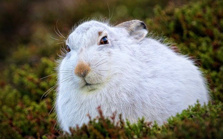 coelho branco, animais fofos, bokeh, grama verde, coelho fofo, leporidae, coelhos