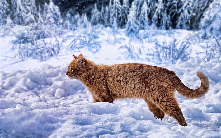 chat roux dans la neige, l'hiver, chats, animaux domestiques, forêt, paysage d'hiver, chat roux