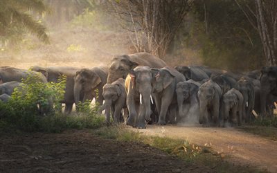 manada de elefantes, noche, atardecer, elefantes, fauna silvestre, animales salvajes, áfrica, elefante