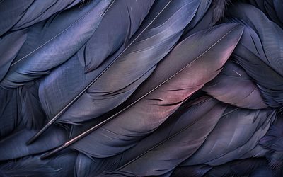 plumas grises, 4k, de cerca, texturas de plumas, antecedentes con plumas, patrones de plumas, plumas, plumas 3d