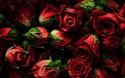 rote rosenknospen, 4k, wassertropfen, nahaufnahme, hintergründe mit rosen, schöne blumen, rosenhintergrund, knospen, rote rosen, makro, rosen