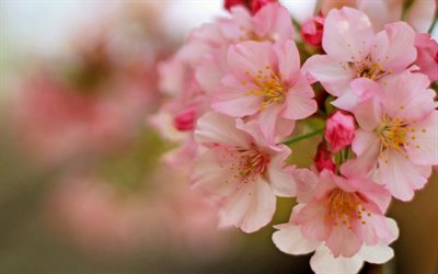 primavera, cereja, flores de cerejeira, flores cor de rosa