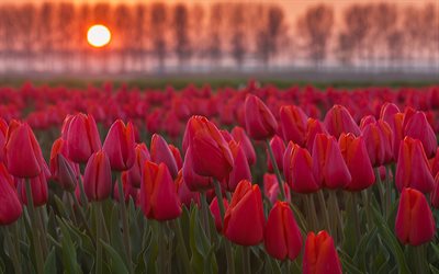 rouge tulipes, coucher de soleil, le flou, les champs de tulipes