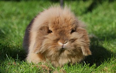 de lapin, fourrure de petit animal, de l'herbe, pelouse