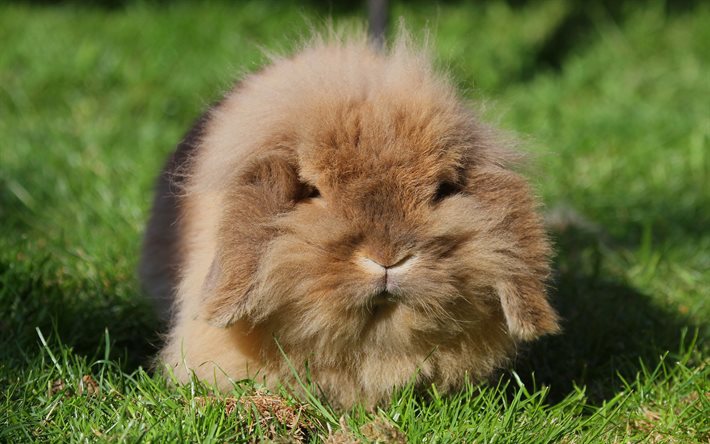 أرنب, فروي الحيوان الصغير, العشب, الحديقة