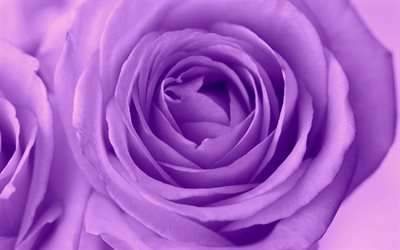 viola, rosa, bocciolo di rosa, fiori, rose