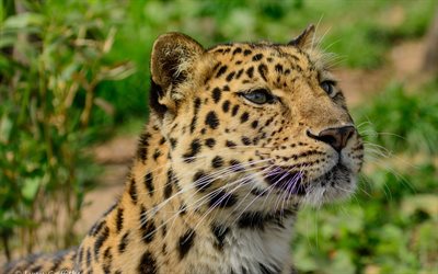 amur leopardo, predador, focinho, animal selvagem, vida selvagem, gatos selvagens