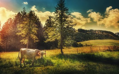 cow, mountain, village, trees, evening, forest