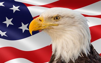 Bald eagle, bird, bird of prey, american flag, USA, USA flag