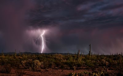 lightning, desert, USA, cactus, storm