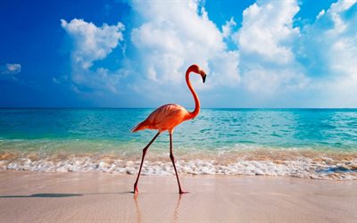 flamingos, mar, verão, pássaros, 4k, caribe flamingo