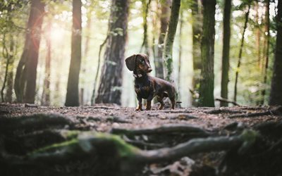 dog, dachshund, forest, pets, dogs