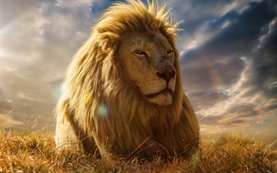 leone, predatore, animali selvatici, re delle bestie, animali selvaggi, predatori, panthera leo, lions, immagine con leone