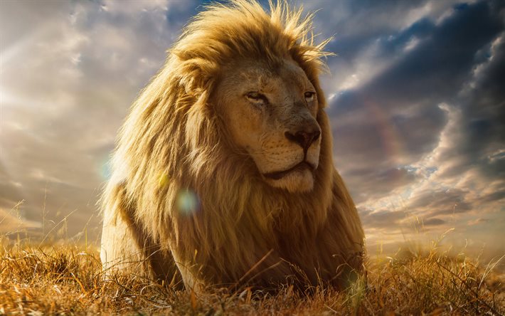 leão, predator, animais selvagens, rei dos animais, predadores, panthera leo, leões, foto com leão