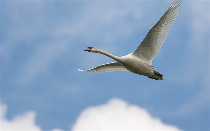 cisne branco no céu, vista de baixo, envergadura de um cisne, cisne branco, belos pássaros, cisnes