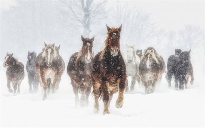 herde von pferden, winter, tierwelt, schnee, braune pferde, wald, pferde