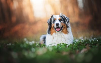 australischer schäferhund, aussie, abend, sonnenuntergang, schöne hunde, haustiere, hunde
