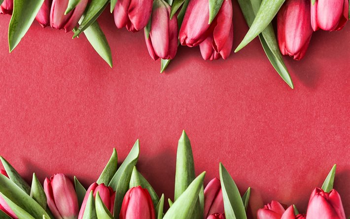 tulipani rosa, sfondo di carta rosa, cornice con tulipani, fiori di primavera, cornice di fiori rosa, cornice di tulipani, tulipani