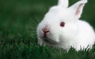 lapin blanc, 4k, animaux mignons, bokeh, l'herbe verte, petit lapin, léporidés, lapins