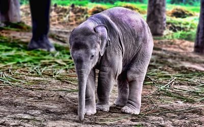 작은 코끼리, 귀여운 동물들, 야생 동물, 코끼리, 귀여운 코끼리, 인도