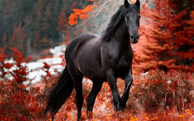 schwarzes pferd, herbst, burgunderblätter, herbstlandschaft, pferde, herbstblätter