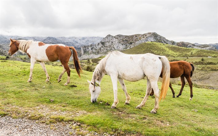 cavalos no pasto, cavalo branco, cavalo branco marrom, tarde, pôr do sol, montanhas, manada de cavalos, cinco cavalos, lindos animais, cavalos