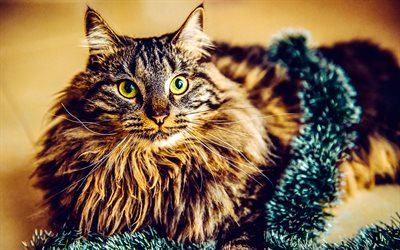 Maine Coon, fluffy cat, Christmas, New Year, domesticated cat breed, cute animals, cats, pets, American Forest Cat, American Longhair Cat