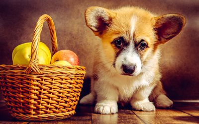 little corgi, cute animals, dogs, Welsh Corgi, pets, Welsh Corgi puppy, apple basket, Pembroke Welsh Corgi, cute dogs, puppies, little dog