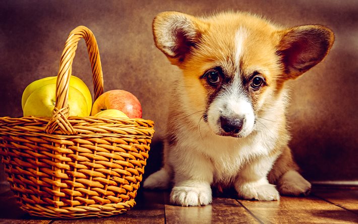 小さなコーギー, かわいい動物, 犬, ウェルシュ・コーギー, ペット, ウェルシュ・コーギーの子犬, リンゴのバスケット, ウェルシュ・コーギー・ペンブローク, かわいい犬, 子犬