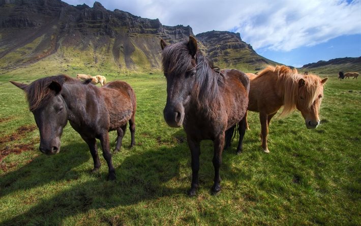 horses, meadow, Iceland
