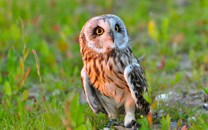 owl, birds, predators, blur