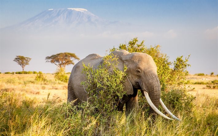 elefantti, suuret norsut, vuori, afrikka, autiomaa