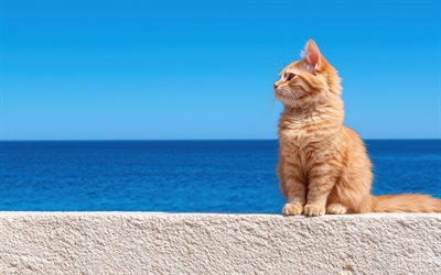 gatto rosso sulla costa, paesaggio marino, simpatico gatto birichino, gatto rosso, animali domestici, gatti, simpatici animali