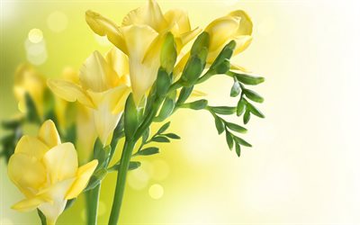 fiori gialli, Fresia, close-up, sfondo giallo, un rametto di fiori