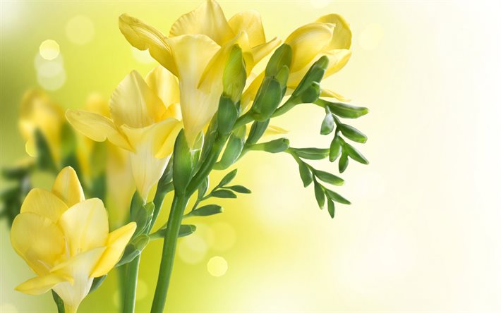 gula blommor, fresia, närbild, gul bakgrund, kvist av blommor