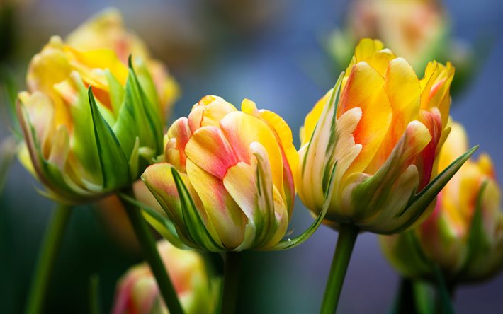 tulipas amarelas e vermelhas, flores da primavera, tulipas, buquê de tulipas