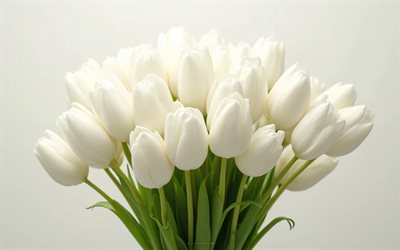 White tulips, 4K, white background, tulip bouquet, spring flowers, bouquet of white tulips, spring, tulips