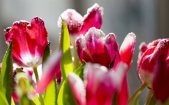 tulips, petals, dew, buds