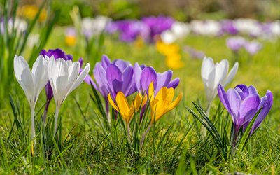 crocuses, spring flowers, multicolored crocuses, purple crocuses, yellow crocuses, white crocuses, background with crocuses