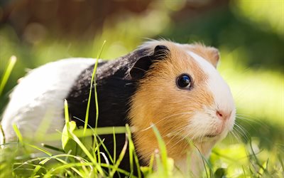 meerschweinchen im gras, frühling, grünes gras, süße tiere, meerschweinchen, haustiere, schwarz  weißes braunes meerschweinchen