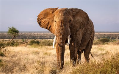 African elephant, 4k, evening, sunset, wildlife, savannah, big elephant, Africa, elephants