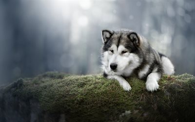 malamute de alaska, mascotas, perros, simpáticos animales, bosque, bokeh